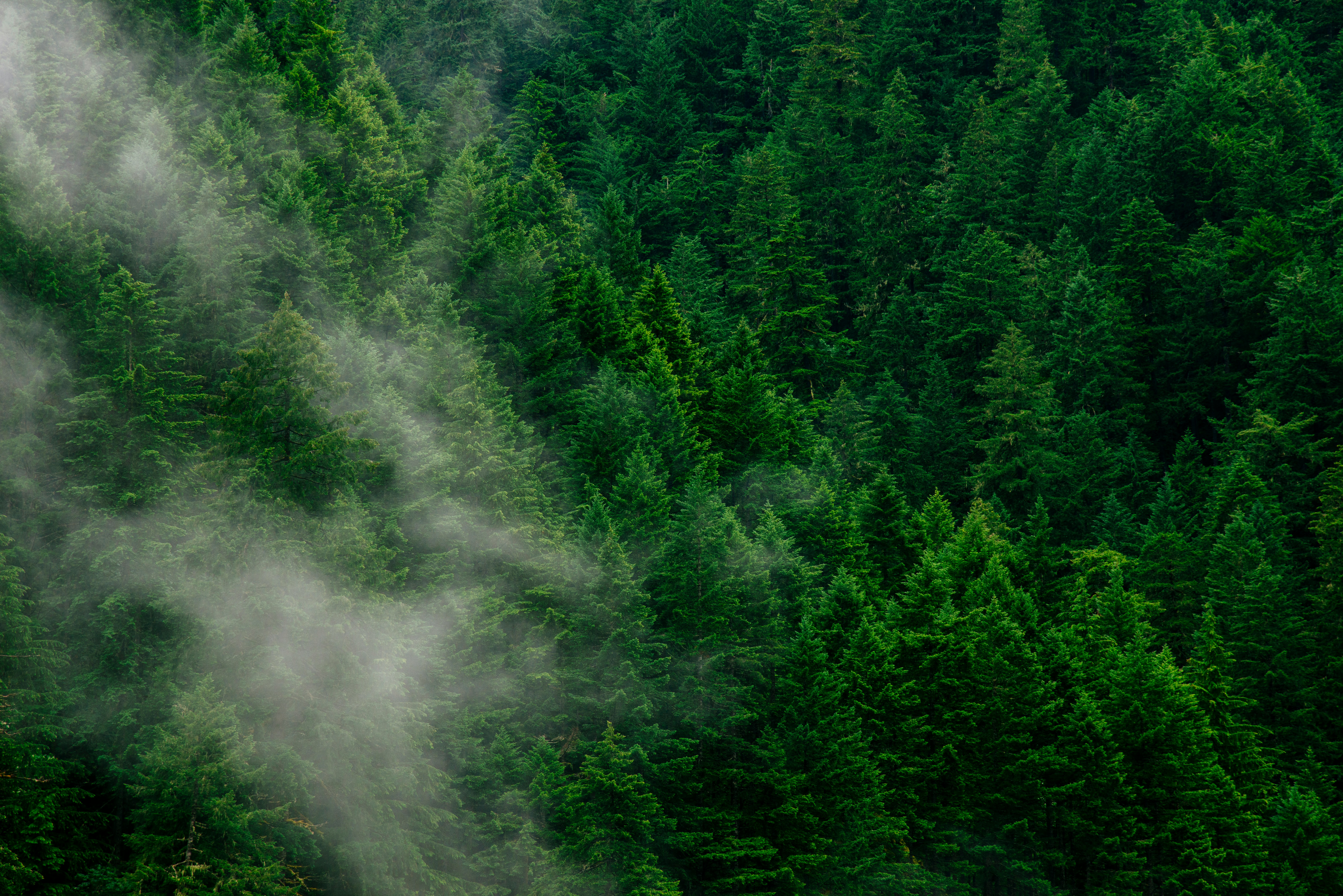 Forest Carbon Accounting Statement